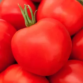 pomidor-karlowy-betalux-bardzo-wczesny-swieze-nasiona-pomidorow-pomidory