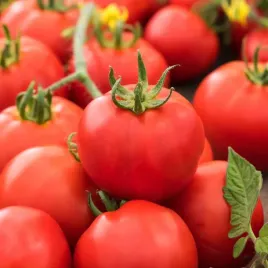 pomidor-karlowy-bohun-b-wczesny-owoc-ok-120-140-g-pomidory-nasiona