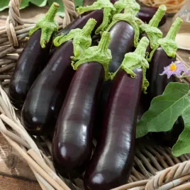 oberzyna-baklazan-violetta-lunga-3-fioletowa-skorka-nasiona-warzyw