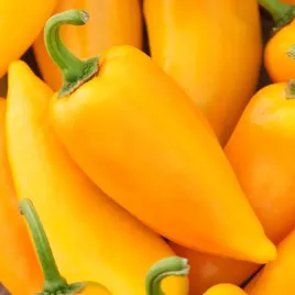 papryka-slodka-corno-di-toro-giallo-wczesna-zolta-nasiona-papryki