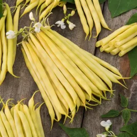 fasola-zwykla-karlowa-krakuska-sr-wczesna-dlug-straka-ok-13-15-cm