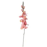 gladiola-jasno-rozowa-70cm