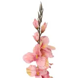 gladiola-jasno-rozowa-70cm-stan-nowy