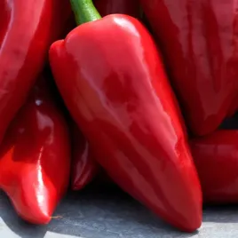 papryka-slodka-czerwona-wika-tunel-grunt-stozek-15-18-cm-nasiona-warzyw