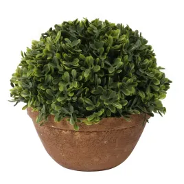 bukszpanowa-kula-w-donicy-20-cm