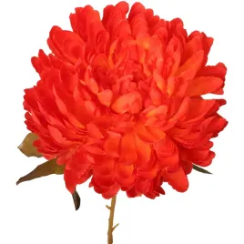 chryzantema-kwiat-pojedynczy-70cm-kolor-czerwony