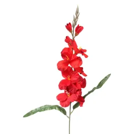 gladiola-czerwona-70cm