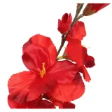 gladiola-czerwona-70cm-stan-nowy