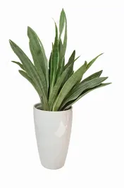 sansevieria-aubrytiana-sayuri-sansewiera-p14