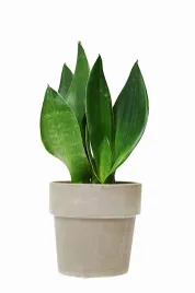 sansevieria-black-diamond-sansewiera-p9