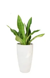 sansevieria-aubrytiana-nite-lite-sansewiera-p14