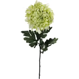 chryzantema-duza-pojedyncza-zielony-86cm-kwiaty