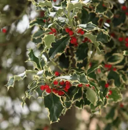 ostrokrzew-kolczasty-ilex-aquifolium-swiateczny-mrozoodporny-p6