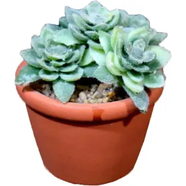 maly-sukulent-w-doniczce-8-cm-kaktus-ozoba-na-stol