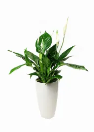 skrzydlokwiat-spathiphyllum-pearl-cupido-p13