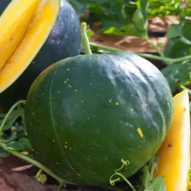 arbuz-kawon-janosik-zolty-nasiona-warzyw-slodki-zolty-miazsz