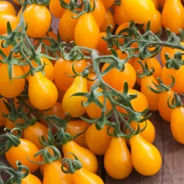pomidor-wysoki-drobnoowocowy-yellow-pear-shaped-zloty-pomidory-nasiona