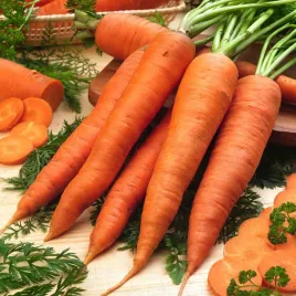 marchew-marchewka-karotan-nasiona-warzyw-marchwi