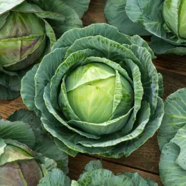 kapusta-glowiasta-biala-polar-pozna-nasiona-warzyw-kapusty