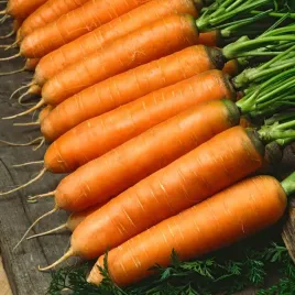 marchew-marchewka-jadalna-darina-nasiona-warzyw-marchwi
