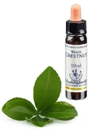 esencja-dr-bacha-nr-35-white-chestnut-kasztanowiec-zwyczajny-10-ml