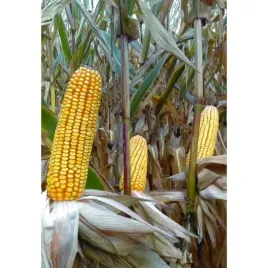 nasiona-kukurydzy-kukurydza-mafatee-fao-250-k