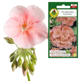 pelargonia-rabatowa-jednoroczna-f1-kolor-lososiowy-nasiona-pelargonii