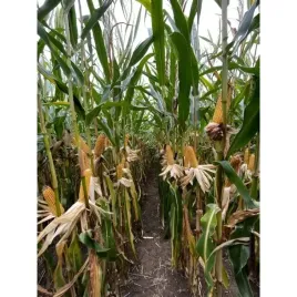 nasiona-kukurydzy-kukurydza-alabama-fao-240-z-k