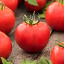 pomidor-karlowy-antares-f1-wczesny-odporny-na-choroby-nasiona-pomidorow