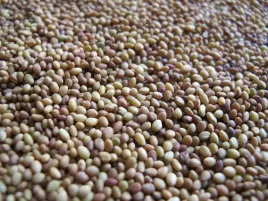 koniczyna-aleksandryjska-axi-c1-1kg