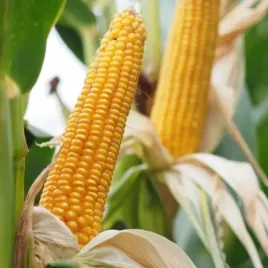 nasiona-kukurydzy-kukurydza-danubio-fao-240-80tys