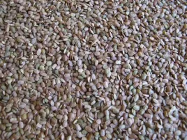 seradela-nasiona