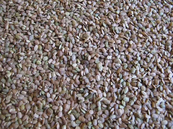 seradela-nasiona