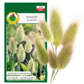 trawa-ozdobna-dmuszek-jajowaty-na-rabaty-i-suche-bukiety-nasiona-02g