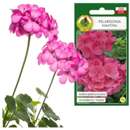 pelargonia-rabatowa-jednoroczna-f1-kolor-rozowy-nasiona-pelargonii