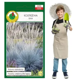trawa-ozdobna-kostrzewa-sina-tworzy-zwarte-kepy-nasiona-03g