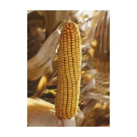 nasiona-kukurydzy-kukurydza-alibi-fao-290-z