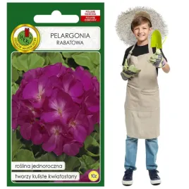 pelargonia-rabatowa-jednoroczna-f1-koloru-fioletowego-nasiona-pelargonii