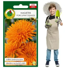 nagietek-porcupine-orange-kwiat-miododajny-jednoroczny-nasiona-05g