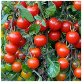 pomidor-koralik-koktajlowy-plenny-smaczny-uprawa-w-donicy-nasiona-05g