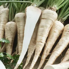 pietruszka-korzeniowa-osborne-pozna-nasiona-warzyw-pietruszki-do-ogrodu