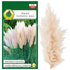 trawa-pampasowa-biala-efektowna-i-bardzo-ozdobna-nasiona-01g