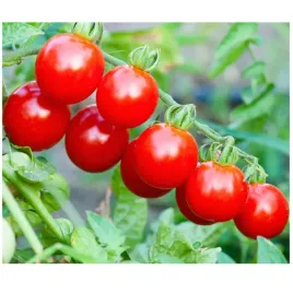 pomidor-koralik-koktajlowy-plenny-smaczny-uprawa-w-donicy-nasiona-05g