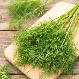 koper-ogrodowy-turkus-uniwersalny-plenny-wczesny-nasiona-warzyw-kopru