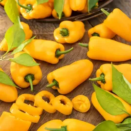 papryka-telimena-wczesna-lekko-ostra-nasiona-warzyw-papryki