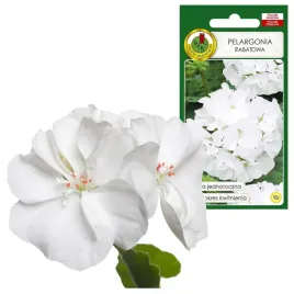 pelargonia-rabatowa-jednoroczna-f1-koloru-bialego-nasiona-pelargonii