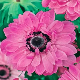 anemon-anemony-zawilec-admiral-10-szt-cebulki-kwiatowe