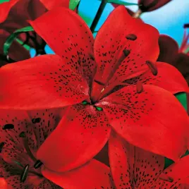 lilia-azjatycka-diabora-czerwona-1-szt-lilie-cebule-lilii-cebulki