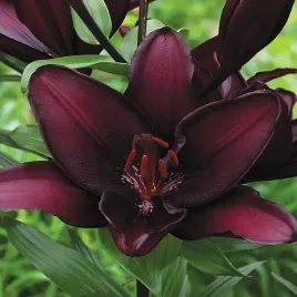 lilia-azjatycka-mapira-czarna-1-szt-lilie-cebule-lilii-cebulki
