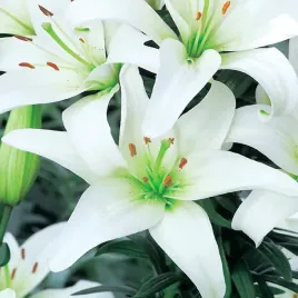 lilia-azjatycka-canova-biala-1-szt-lilie-cebule-lilii-cebulki